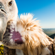 Cape Vulture portrait, De Hoop Nature Reserve, Western Cape, South Africa